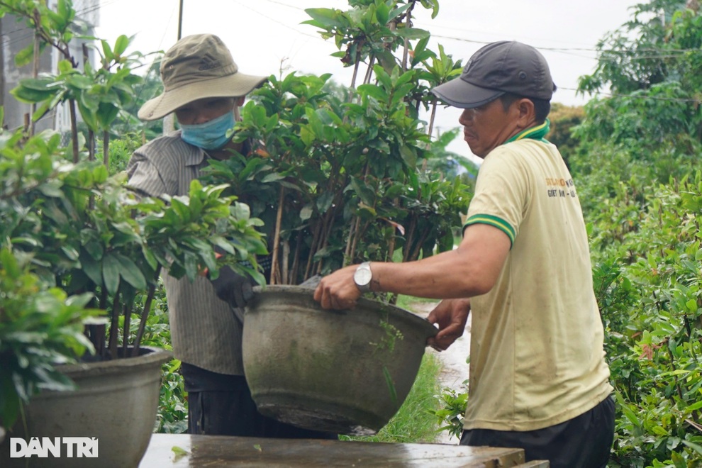 Nông dân dầm mình trong mưa lũ cứu mai - Bình Định -27 -10 - 2021 - Doãn Công -7 Nông dân dầm mình trong mưa lũ cứu mai - Bình Định -27 -10 - 2021 - Doãn Công -7