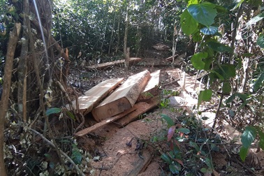 Cận cảnh lâm tặc "xẻ thịt", đại ngàn Tây Nguyên quằn quại đau đớn thế nào?