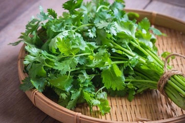 Những lợi ích của rau mùi trong bảo vệ sức khỏe và ngăn ngừa ung thư