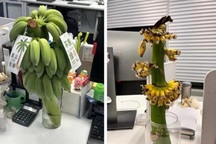 Chàng trai kiếm 7 tỷ đồng/tháng nhờ bán chuối xanh "chữa lành"