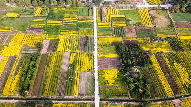 Ngắm cánh đồng cúc tiến vua vàng ruộm mộng mơ tại Nghĩa Trai, Hưng Yên - 20 Ngắm cánh đồng cúc tiến vua vàng ruộm mộng mơ tại Nghĩa Trai, Hưng Yên - 20