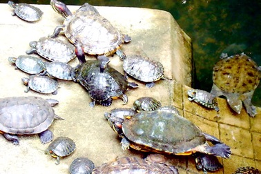 Bạn đọc “hiến kế” bắt rùa tai đỏ ở Hồ Gươm