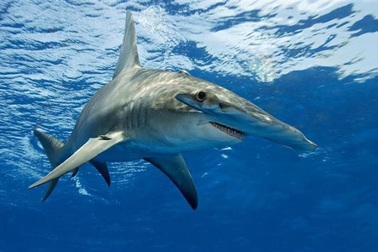 Phát hiện loài cá mập thích ăn chay đầu tiên trên thế giới