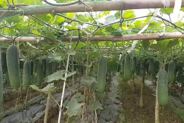 ​ Vườn bí đao trĩu quả nhưng dân không buồn thu hoạch