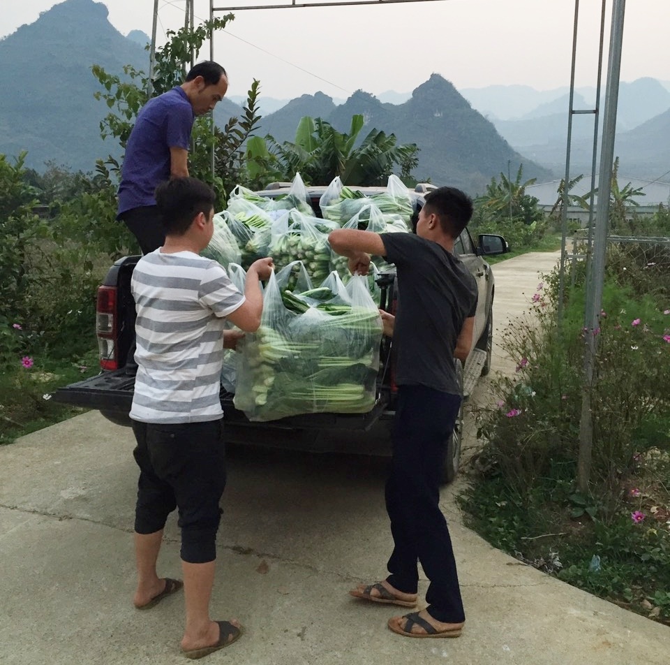 Chủ vườn ở Lai Châu “hái” 2 tấn rau ủng hộ người cách ly ở Hà Nội - 1 Chủ vườn ở Lai Châu “hái” 2 tấn rau ủng hộ người cách ly ở Hà Nội - 1