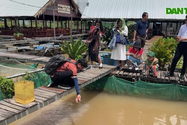 Lão nông miền Tây nuôi "thủy quái", dạy xiếc cá, đón trăm khách mỗi ngày