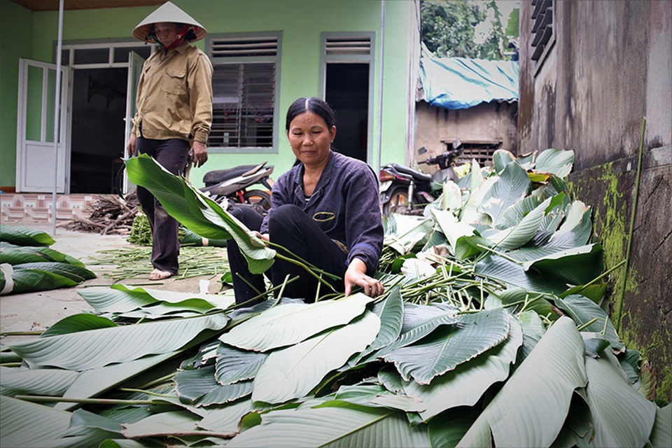 Hà Tĩnh: Thủ phủ lá dong Đức Thọ hối hả vào vụ Tết - 4 Hà Tĩnh: Thủ phủ lá dong Đức Thọ hối hả vào vụ Tết - 4