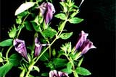 Uống nhiều nhân trần không tốt? 