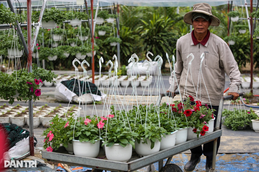 Làng hoa lớn nhất Đà Nẵng đỏ mắt tìm nhân công, dù trả lương cao - 4 Làng hoa lớn nhất Đà Nẵng đỏ mắt tìm nhân công, dù trả lương cao - 4