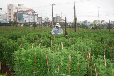 Giá hoa, quất Tết sẽ tăng cao