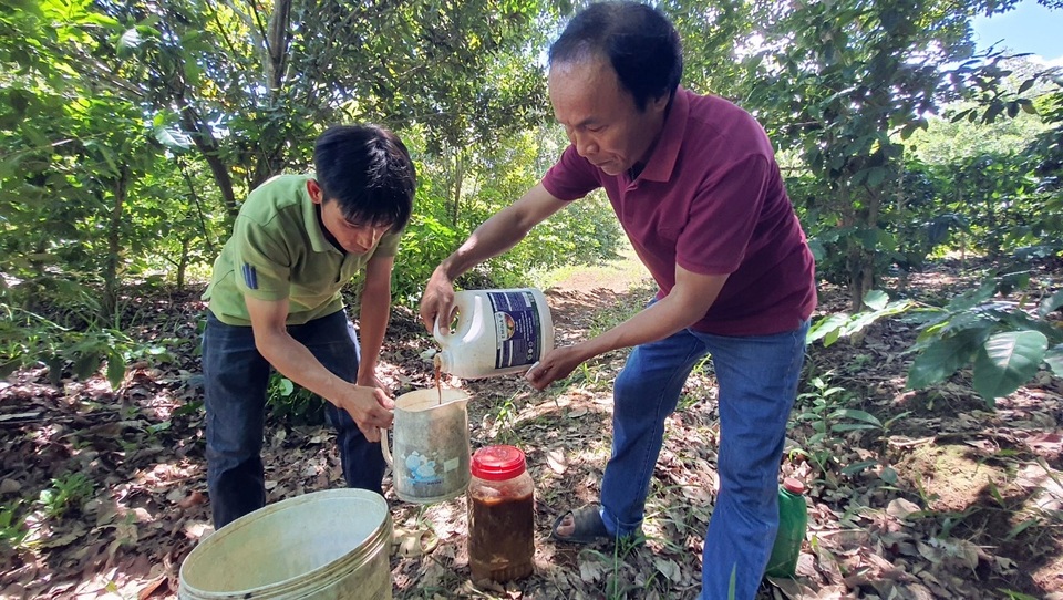 Phú Yên: Thu gần 200 triệu đồng/năm từ bí quyết ...ủ phân cá gốc cây - 2 Phú Yên: Thu gần 200 triệu đồng/năm từ bí quyết ...ủ phân cá gốc cây - 2