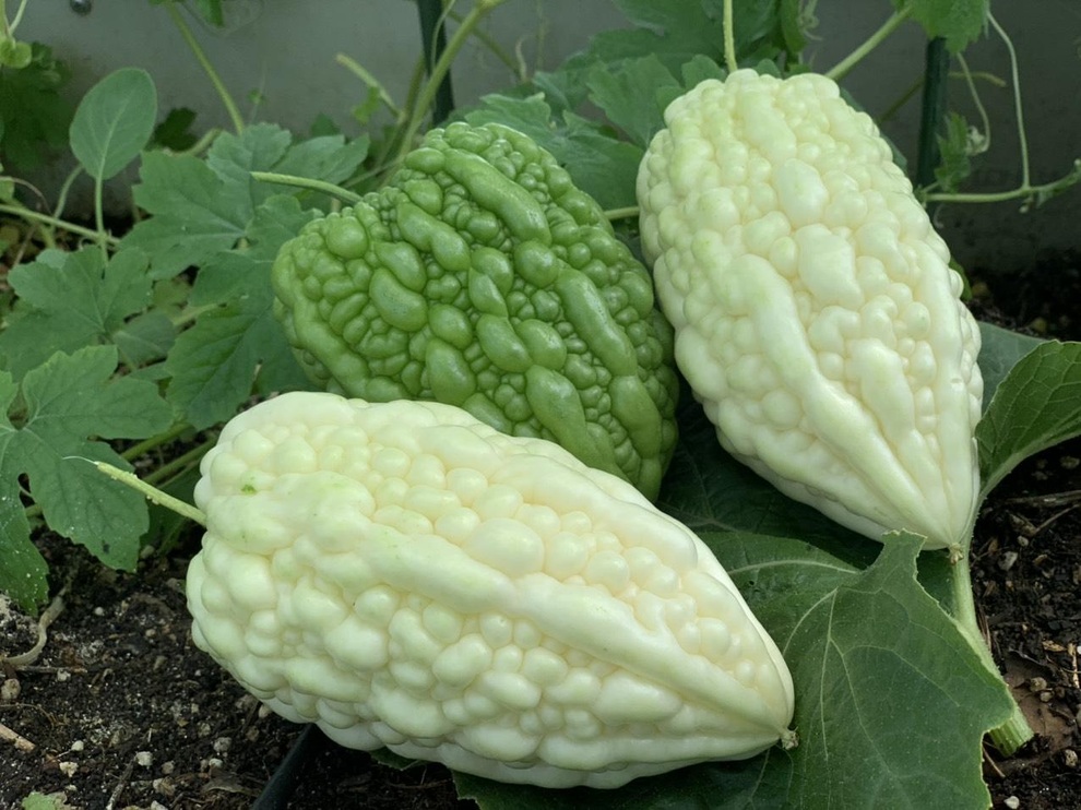 Khu vườn trên cao, rộng 60m2 có nhiều rau, trái lạ của mẹ đảm ở Sài Gòn - 13