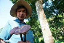 "Người về từ cõi chết" và khát vọng trồng rừng lấy loài nấm quý