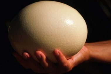 “Bóc lịch” 6 tháng vì tội lấy trứng ném vợ
