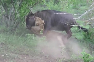 Tưởng không lối thoát, linh dương đầu bò bất ngờ đả bại sư tử