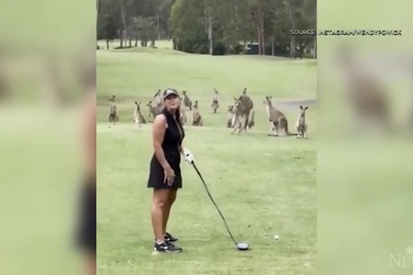 Đàn Kangaroo lao vào sân golf, áp sát người chơi