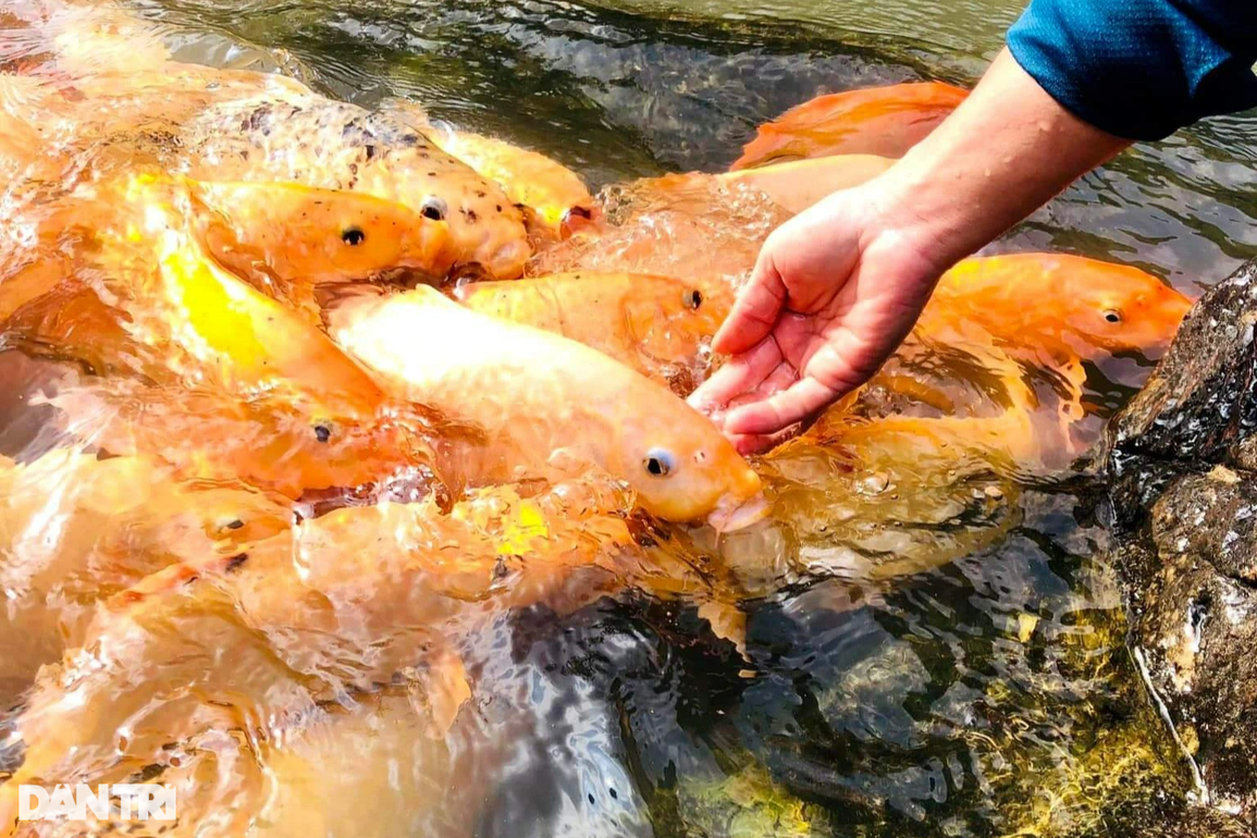 Chiêm ngưỡng dòng suối cá vàng độc đáo ở miền Tây xứ Nghệ - 11 Chiêm ngưỡng dòng suối cá vàng độc đáo ở miền Tây xứ Nghệ - 11