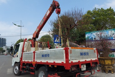 Shipper cây cảnh kiếm tiền triệu mỗi ngày dịp cận Tết
