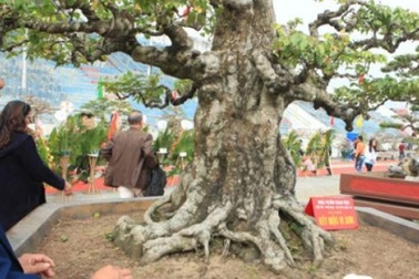 Khế cổ thụ "kết mộc vi sơn" hiếm có ở Việt Nam giá 6 tỷ đẹp cỡ nào?