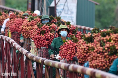 Vải Lục Ngạn vào vụ, rực sắc đỏ niềm tin trong bức tranh Covid ảm đạm
