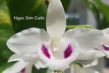 Náo loạn giao dịch lan đột biến hàng trăm tỷ đồng: Cẩn thận sập bẫy!