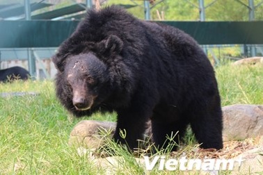 Cuộc sống cùng cực trong nỗi đau đớn của những con gấu ở Tam Đảo