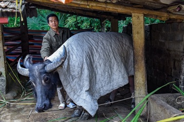 Người chăn nuôi đắp chăn cho trâu, đốt lửa sưởi ấm gà
