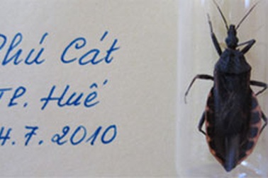 Bọ xít hút máu bắt được tại Huế đã đẻ trứng