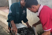 “Gia Cát Lượng” ở Bắc Giang 24 năm làm nghề ương cá giống