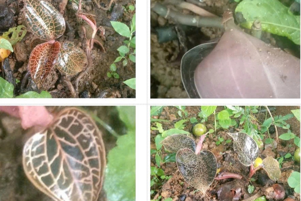 Phát hiện loài lan gấm quý hiếm ở Thanh Hóa - 1 Phát hiện loài lan gấm quý hiếm ở Thanh Hóa - 1