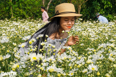 Du khách mê mẩn check-in vườn cúc họa mi trái mùa ở Đà Nẵng