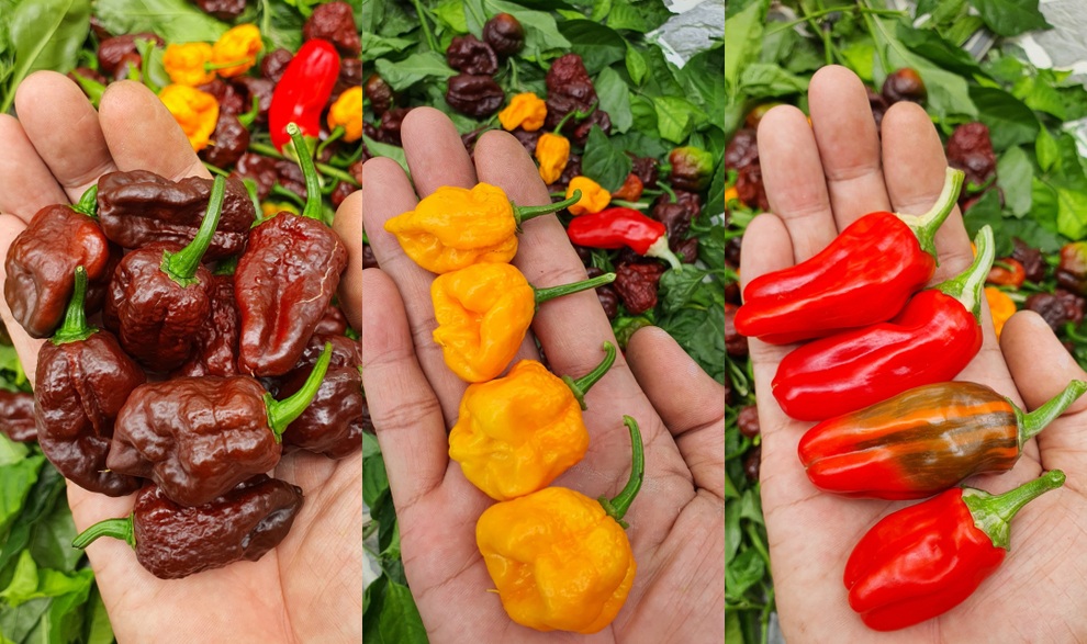 Hướng dẫn viên du lịch làm vườn trồng hàng chục giống ớt độc lạ ở Sài Gòn - 13