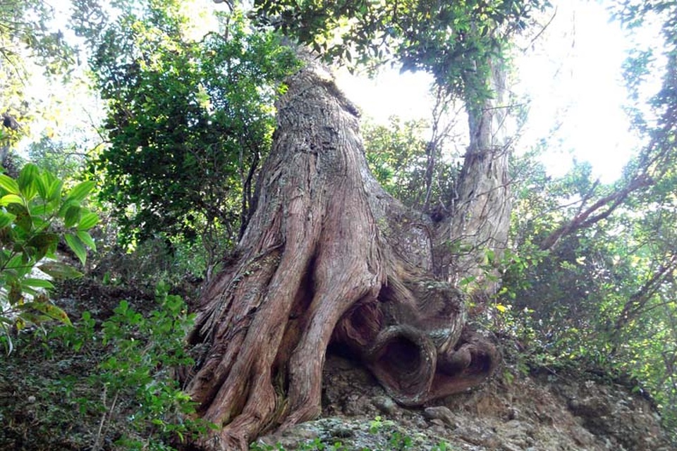 Trồng cây gieo lộc làm nên cái tết ý nghĩa cùng OMO - 3 Trồng cây gieo lộc làm nên cái tết ý nghĩa cùng OMO - 3