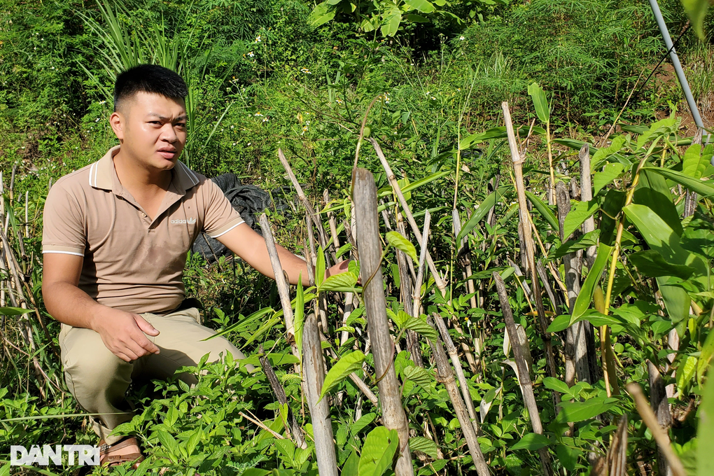 Bỏ việc ở công ty vào rừng dựng lán nuôi bò, kiếm nửa tỷ đồng/năm - 6 Bỏ việc ở công ty vào rừng dựng lán nuôi bò, kiếm nửa tỷ đồng/năm - 6