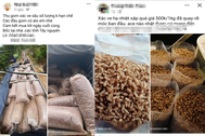 Thương lái ở Gia Lai rầm rộ thu mua xác ve sầu gần 1 triệu đồng/kg