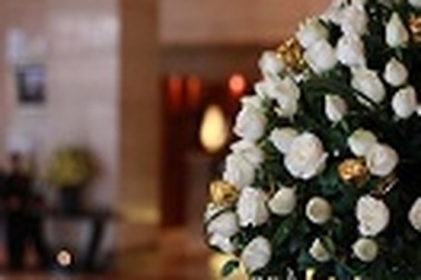 Ngắm hoa vĩnh cửu khoe sắc 