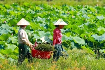 Thất nghiệp vì Covid-19, nhân viên du lịch "chân lấm tay bùn" mưu sinh