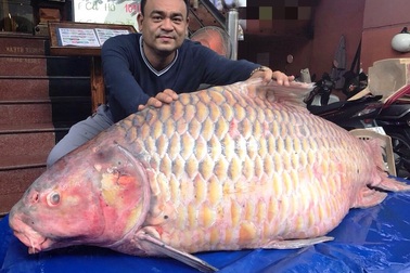 Đại gia "săn" cá hô từ Campuchia, Lào, Thái... làm tiệc đón Tết