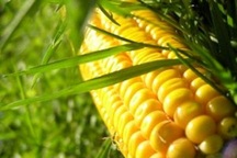 Thực phẩm biển đổi gen, cứu cánh hay hiểm họa?