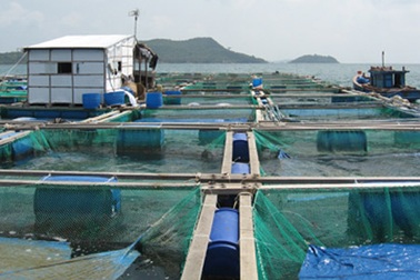 Thương lái Trung Quốc thao túng cá nuôi