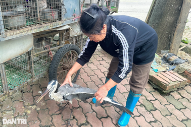 Bật khóc, hối hận vì tuổi thơ chuyên đặt bẫy, săn bắt chim trời