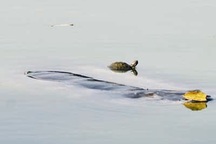 Có cách bắt hết rùa tai đỏ ở Hồ Gươm