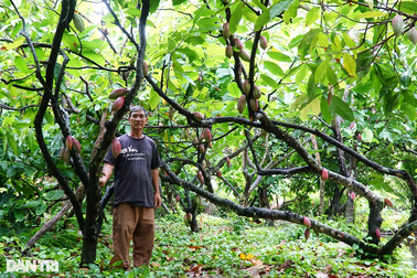 Vườn ca cao "hai tầng" độc lạ chỉ cho khách tham quan đã có tiền triệu