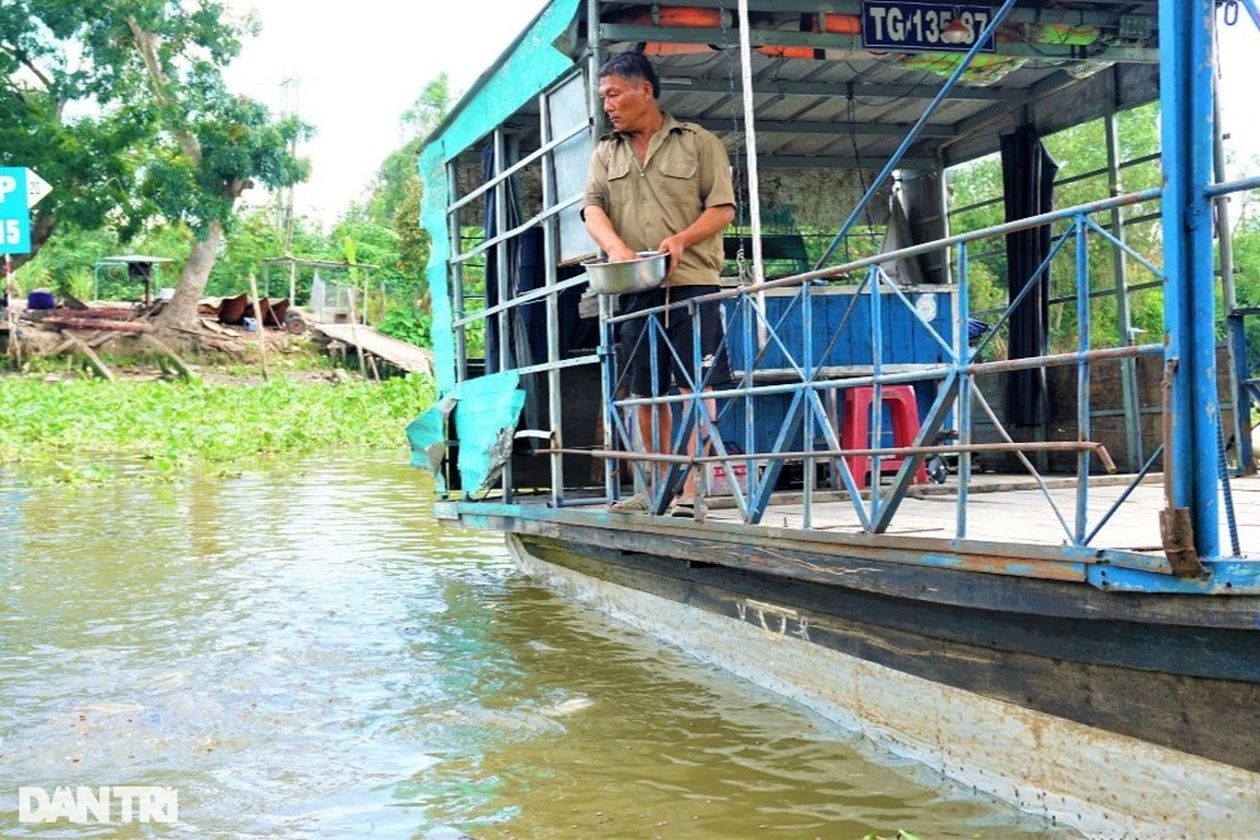Đàn cá hàng nghìn con đua nhau kéo đến tá túc ở bến đò xin ăn - 4 Đàn cá hàng nghìn con đua nhau kéo đến tá túc ở bến đò xin ăn - 4