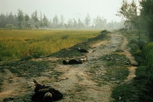 Thảm sát Mỹ Lai: Những hình ảnh ám ảnh suốt nửa thế kỷ