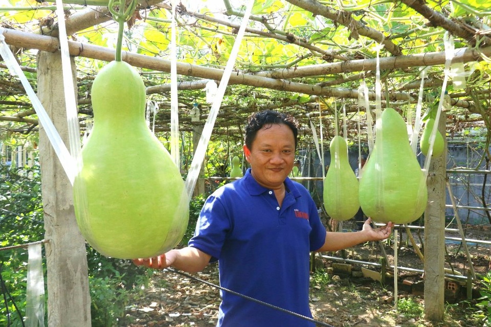 Du khách đổ về chiêm ngưỡng vườn bầu khổng lồ cho trái nặng tới 30kg - 8 Du khách đổ về chiêm ngưỡng vườn bầu khổng lồ cho trái nặng tới 30kg - 8