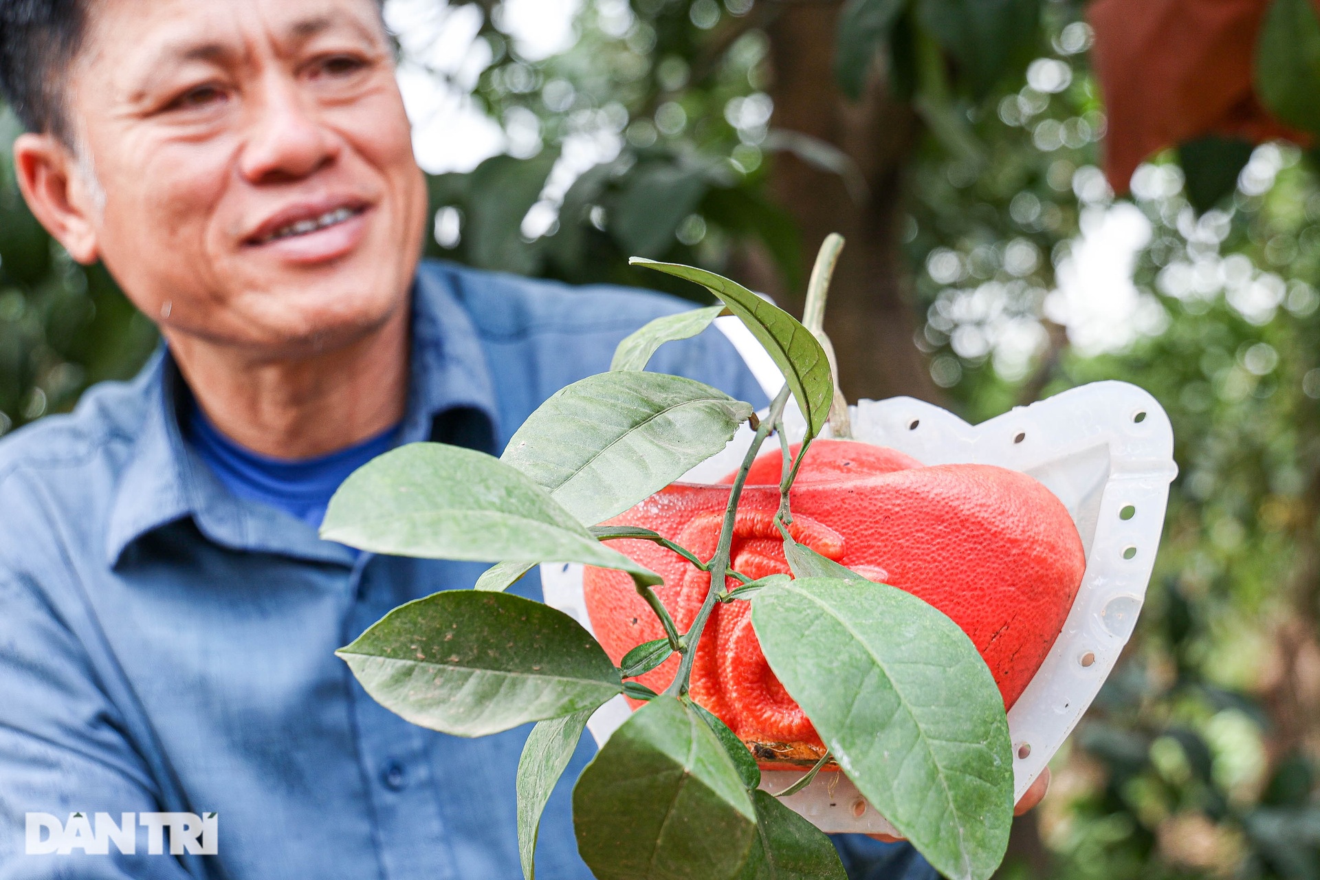 Guests grope each garden, hunt for red grapefruit to present to the king, engraved with words of wealth and fortune in Hanoi - 7