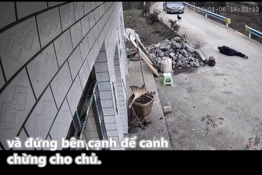 Chú chó thông minh biết tìm người giúp đỡ chủ bị ngã