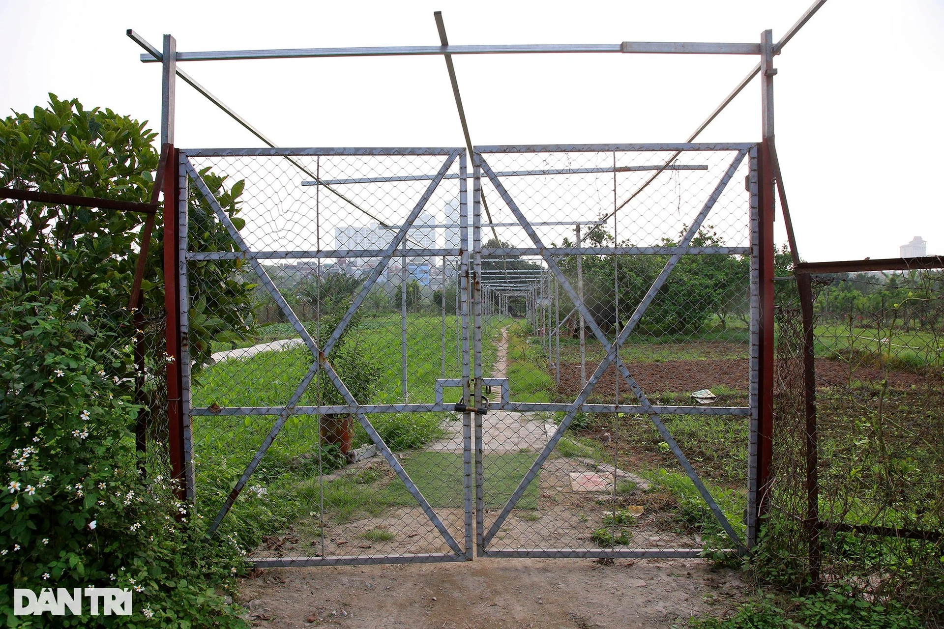 Bãi giữa sông Hồng bị chia cắt, dựng cổng sắt, quây lưới thép xí phần - 12 Bãi giữa sông Hồng bị chia cắt, dựng cổng sắt, quây lưới thép xí phần - 12