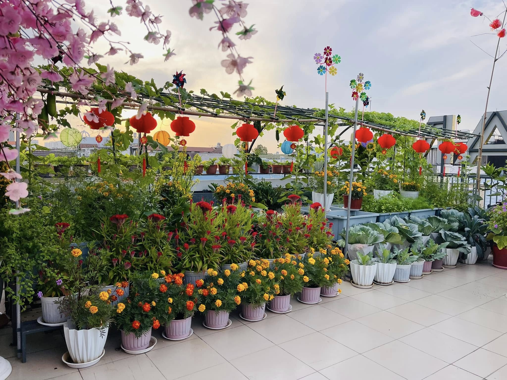Mẹ đảm Đồng Nai trồng rau trái trên sân thượng 100m2 ăn quanh năm - 6 Mẹ đảm Đồng Nai trồng rau trái trên sân thượng 100m2 ăn quanh năm - 6